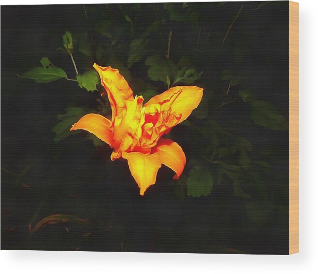 Daylily Wood Print featuring the photograph Daylily at Night by Christopher Reed