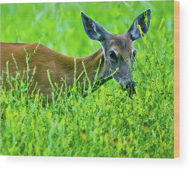 Deer Grass Wyoming Wood Print featuring the photograph Deer in Wyoming by David Morehead