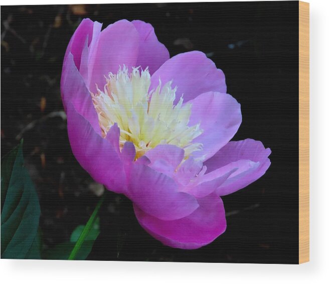 Garden Wood Print featuring the photograph Delicate Lavender Flower - Two by Linda Stern