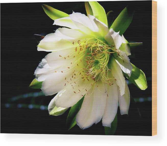 Bloom Wood Print featuring the photograph Desert Flower by Carmen Kern