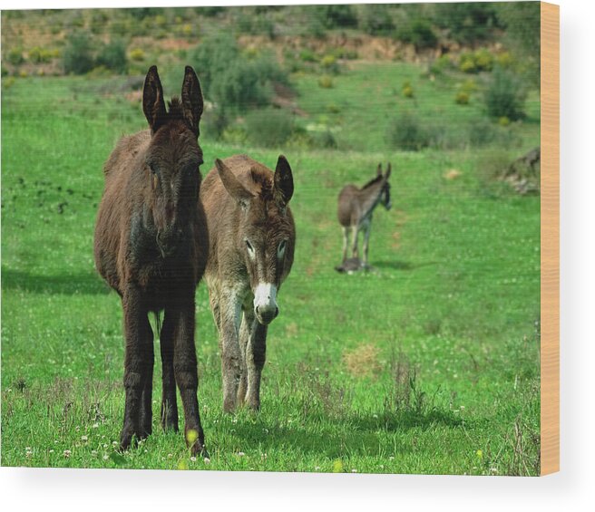 Equus Africanus Asinus Wood Print featuring the photograph Donkey Family by Angelo DeVal