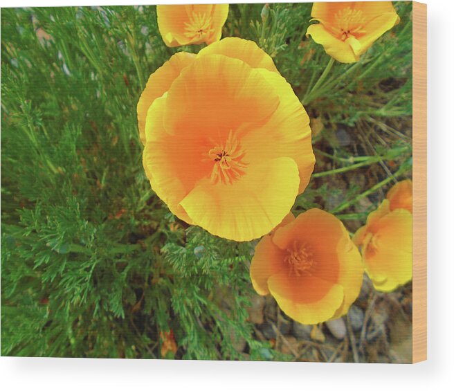 Poppy Wood Print featuring the photograph Double Poppy Too by Eric Forster