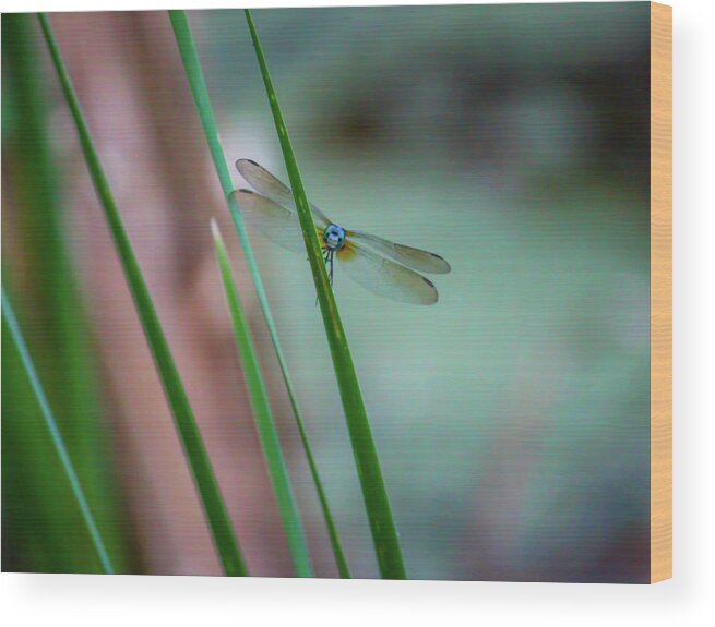 Dragonfly Wood Print featuring the photograph Dragonfly 2 by Cindy Robinson