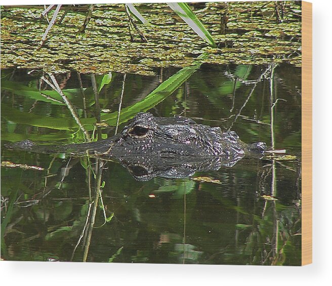 Alligator Wood Print featuring the photograph Dragon's Eye by Carl Moore