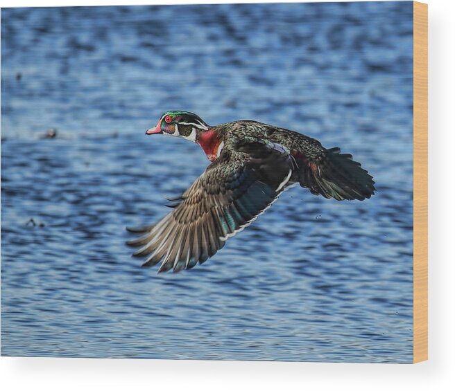 Waterfowl Wood Print featuring the photograph Drake Wood Duck In Flight by Dale Kauzlaric
