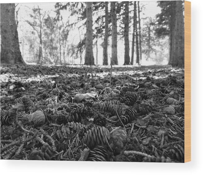 Pine Cones Wood Print featuring the photograph Dropped From Above in Black and White by Amanda R Wright