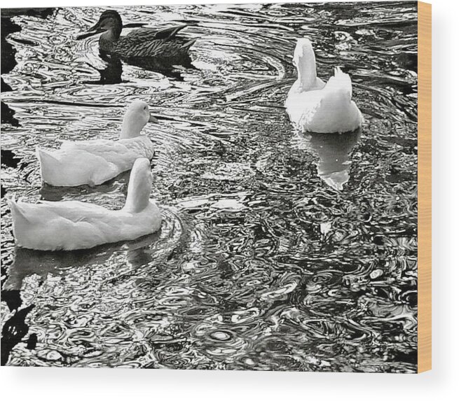 Ducks Wood Print featuring the photograph Ducks in Fluid Motion by Pour Your heART Out Artworks