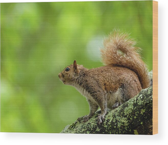 Squirrel Wood Print featuring the photograph Eastern Gray Squirrel in a Tree by Rachel Morrison