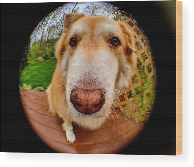  Wood Print featuring the photograph Extreme Closeup by Brad Nellis