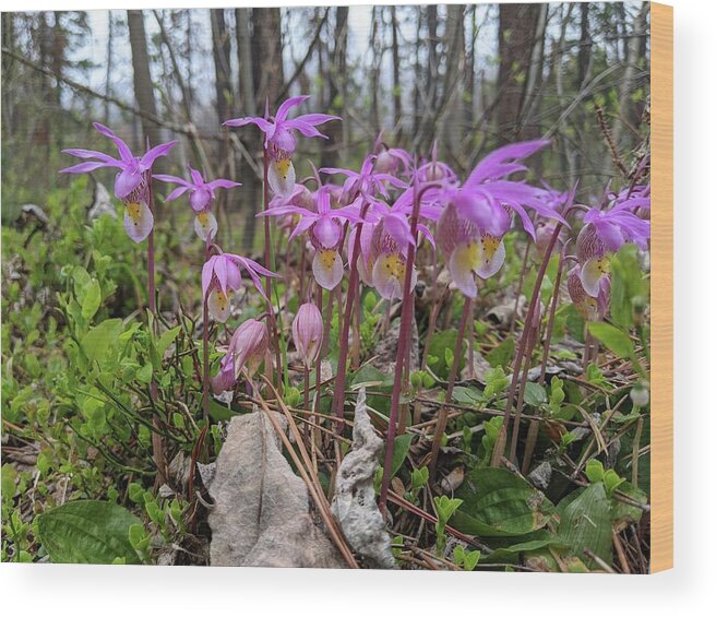Calypso Bulbosa Wood Print featuring the photograph Fairy slippers by Lisa Mutch