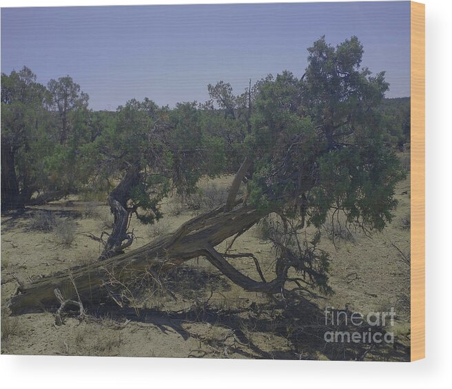 Soldiers Wood Print featuring the photograph Fallen Soldier by Doug Miller