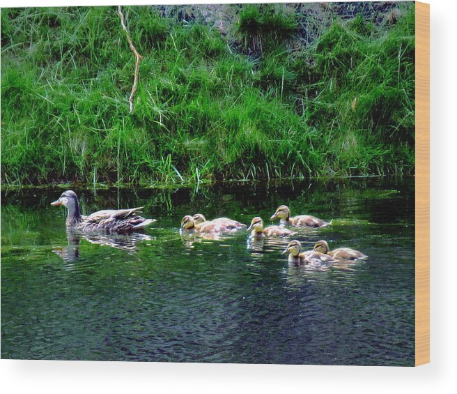 Ducks Wood Print featuring the digital art Family by Cliff Wilson
