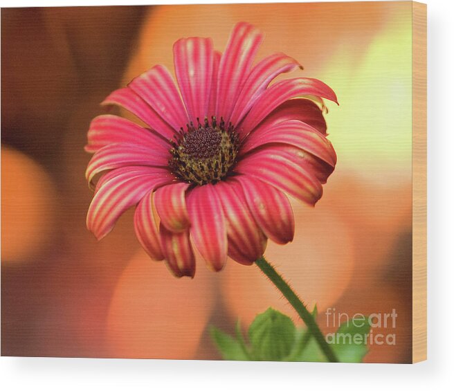 Color Wood Print featuring the photograph Fire Burst by Dorothy Lee