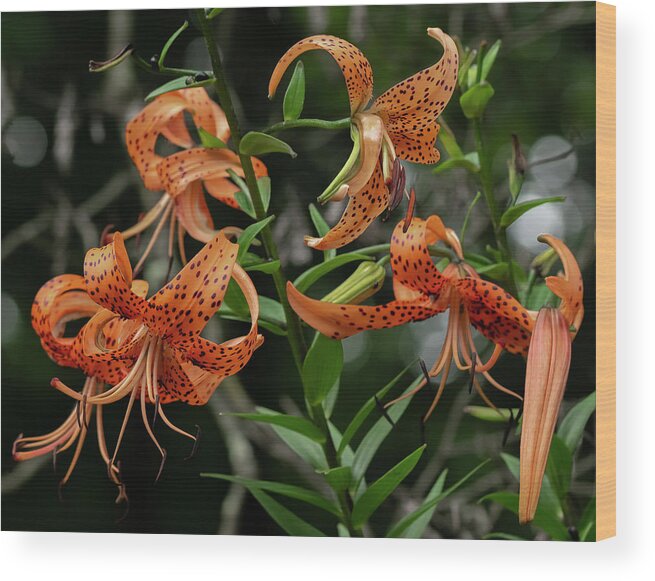 Lilies Wood Print featuring the photograph Five Tiger Lilies and a Bud by Carol Senske