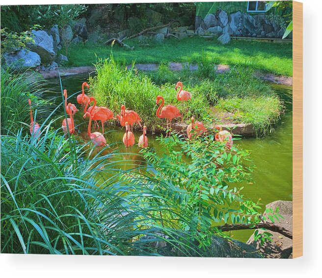 Flamingo Wood Print featuring the photograph Flamingo Bay by Chris Montcalmo