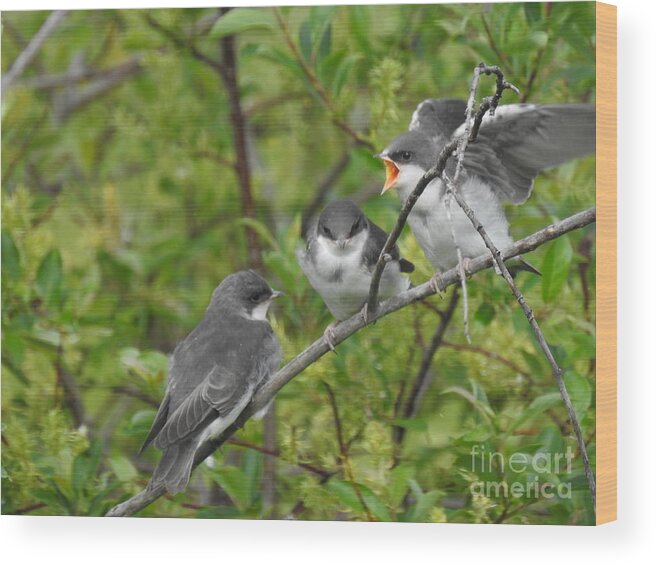 Tree Swallows Wood Print featuring the photograph Fledgling Tree Swallows by Nicola Finch