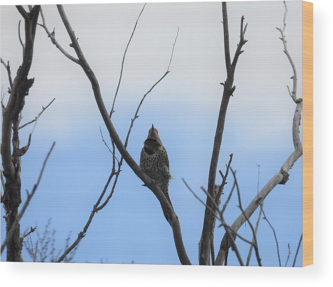 Northern Flicker Wood Print featuring the photograph Flicker by Amanda R Wright