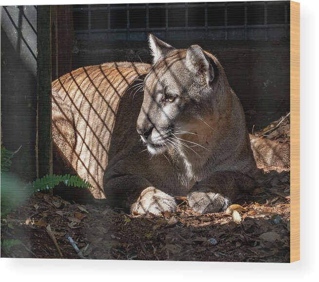Panther Wood Print featuring the photograph Florida Panther Caged by Margaret Zabor