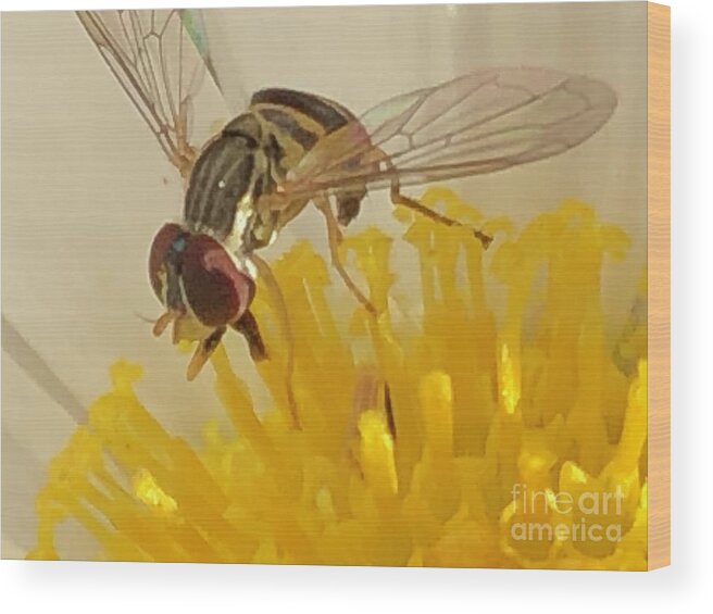 Bugs Wood Print featuring the photograph Flower Fly by Catherine Wilson