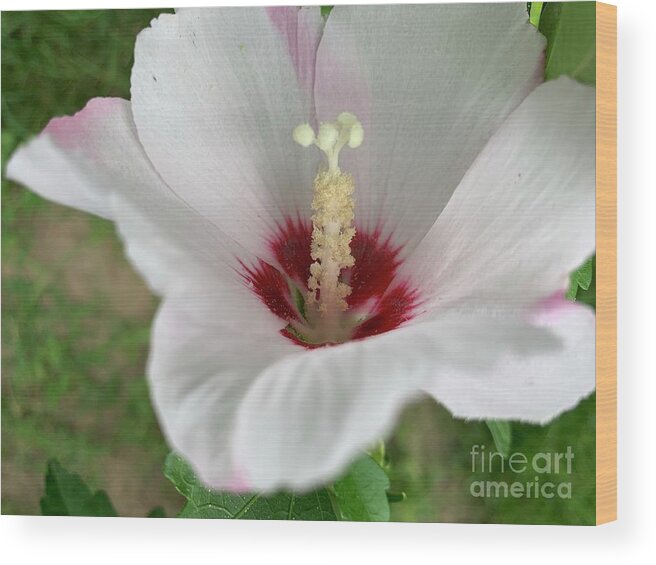 Flowers Wood Print featuring the photograph Flower Up Rose of Sharon by Catherine Wilson