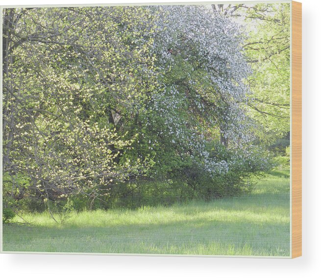 Flowering Bushes Wood Print featuring the photograph Flowering Bushes at the End of a Lawn by Lise Winne