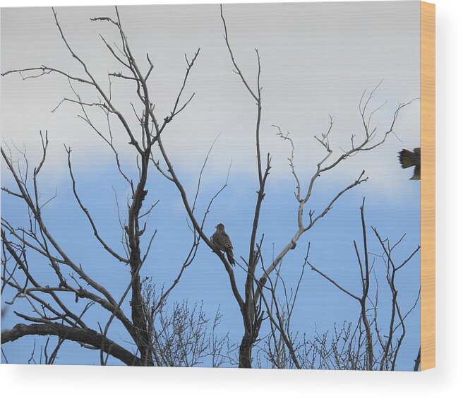 Northern Flicker Wood Print featuring the photograph Fly Away Flickers by Amanda R Wright