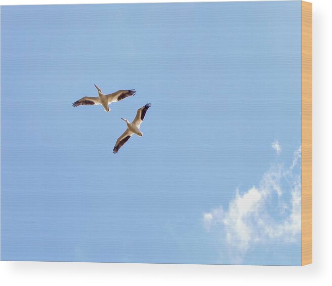 Pelicans Wood Print featuring the photograph Flying Pelicans by Amanda R Wright