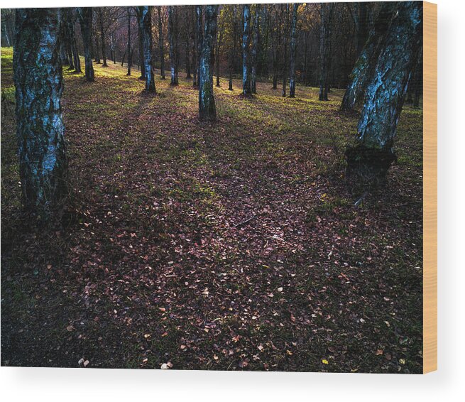  Wood Print featuring the photograph Forstliches Arboretum Liliental by Ioannis Konstas