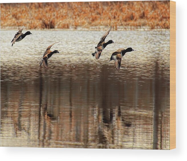 Waterfowl Wood Print featuring the photograph Four Ringers With Wings Set by Dale Kauzlaric