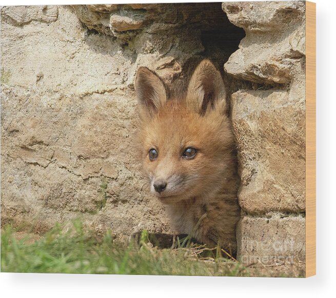 Fox Wood Print featuring the photograph Foxy New Day by Chris Scroggins