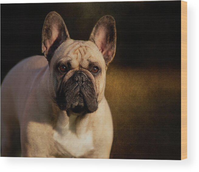 French Bulldog Wood Print featuring the photograph French Bulldog by Diana Andersen