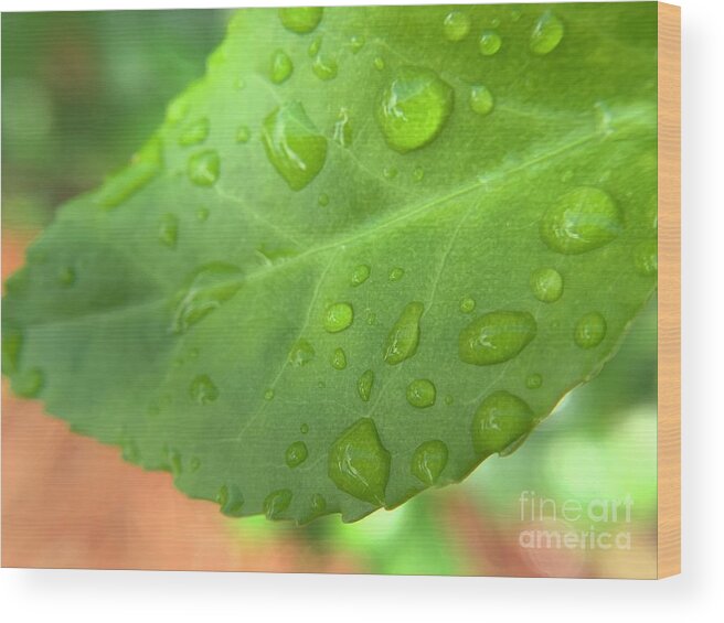 Leaf Wood Print featuring the photograph Fresh Rain on Leaf by Catherine Wilson