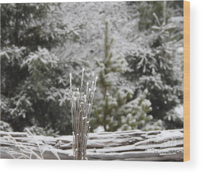 Frost Wood Print featuring the photograph Frosted summer by Nicola Finch
