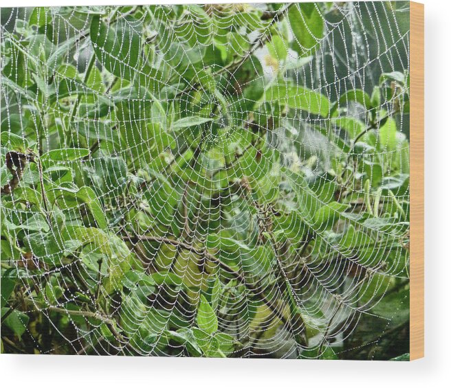 Spiderwebs Wood Print featuring the photograph Full Orb Weaver Web by Amelia Racca