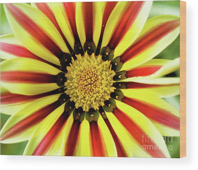 Color Wood Print featuring the photograph Gazania Center by Dorothy Lee