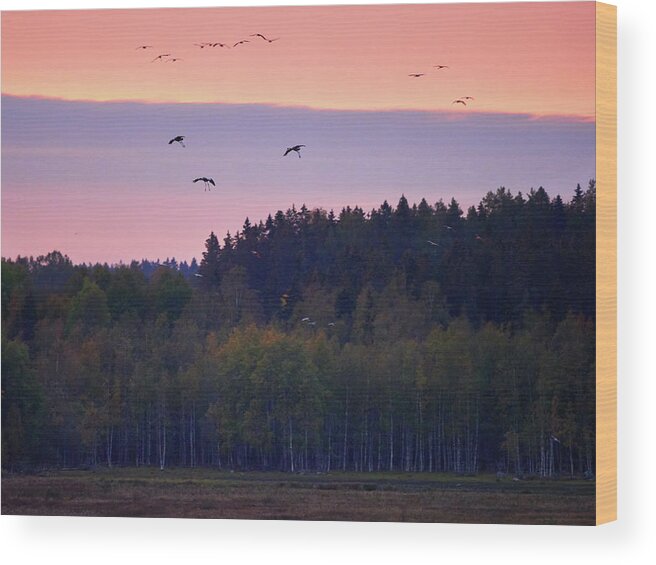 Finland Wood Print featuring the photograph Getting down down down. Eurasian crane by Jouko Lehto