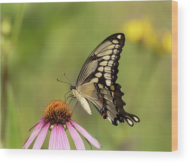 Butterflies Wood Print featuring the digital art Giant Swallowtail's grace by Paulette Marzahl