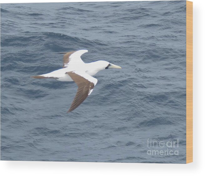 Action Wood Print featuring the photograph Gliding by World Reflections By Sharon