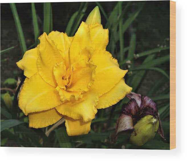 Flower Wood Print featuring the photograph Gold Ruffled Day Lily by Nancy Ayanna Wyatt