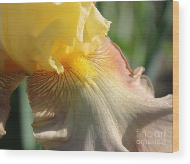Iris Wood Print featuring the photograph Golden Glitter by Fantasy Seasons