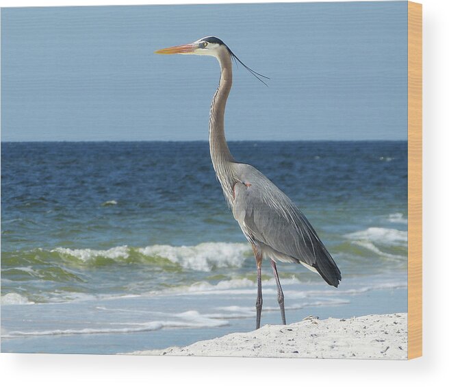  Wood Print featuring the photograph Great Blue Heron #1 by Carla Brennan
