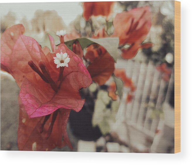 Bougainvillea Spectabilis Wood Print featuring the photograph Great Bougainvillea by W Craig Photography