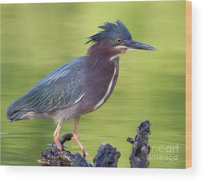 Herons Wood Print featuring the photograph Green Heron 1 by Chris Scroggins