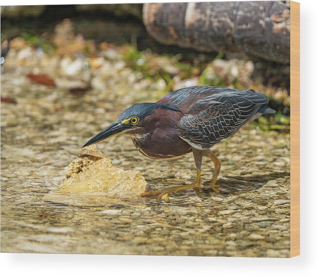 Camping Wood Print featuring the photograph Green Heron by Todd Tucker