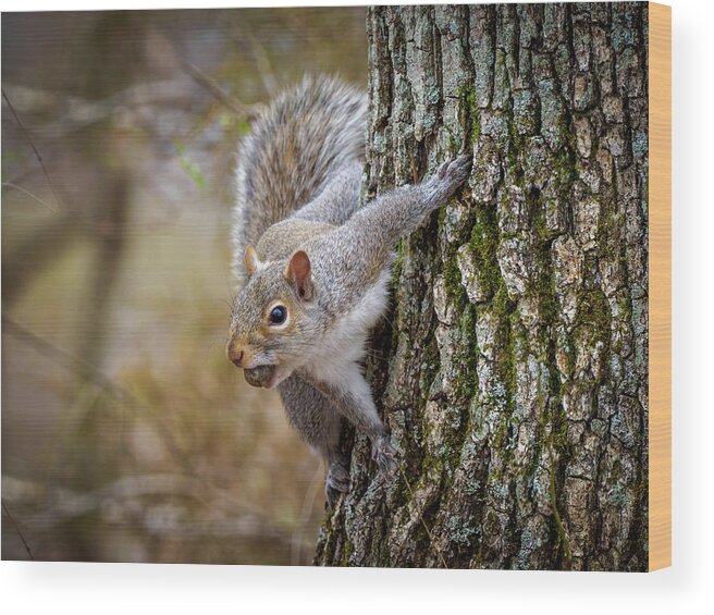 Squirrel Grey Nut Woods Forrest Wood Print featuring the photograph Grey Squirrel 319 by Timothy Harris