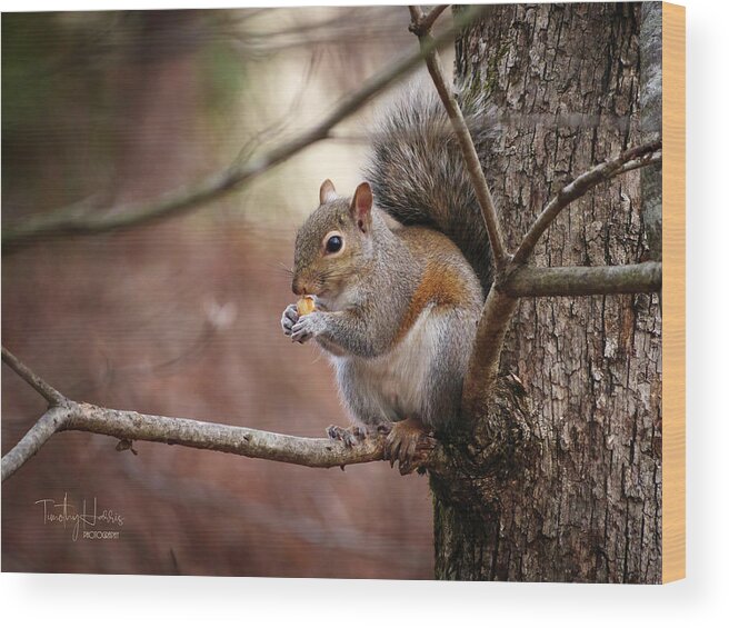 Squirrel Grey Gray Wood Print featuring the photograph Grey Squirrel 429 by Timothy Harris
