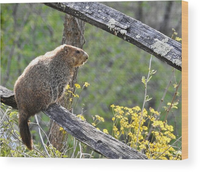 Groundhog Day Wood Print featuring the photograph Groundhog Day by Kathy Ozzard Chism