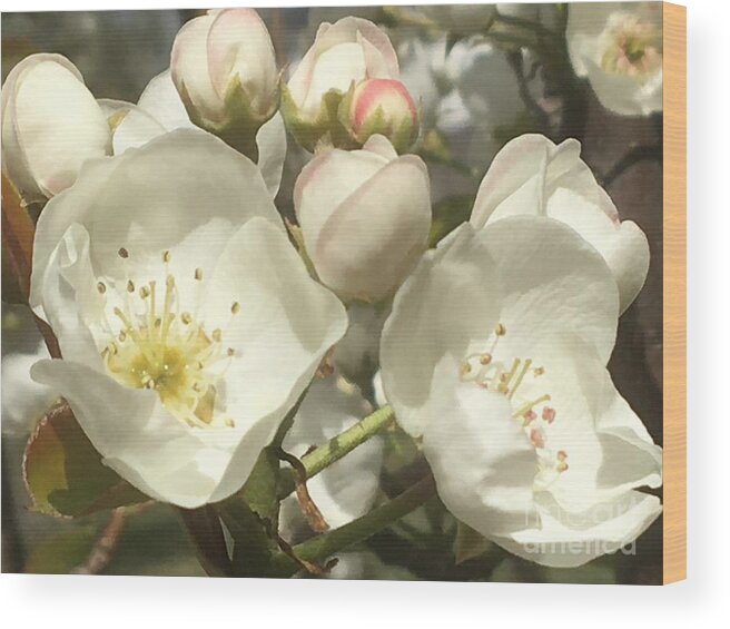 Pear Flowers Wood Print featuring the photograph Happy Family by Carmen Lam