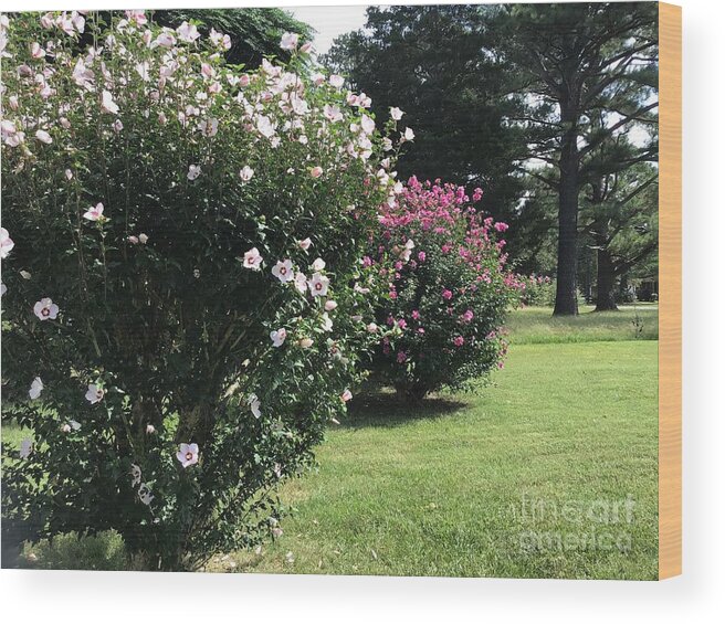 Hibiscus Wood Print featuring the photograph Hibiscus Row by Catherine Wilson
