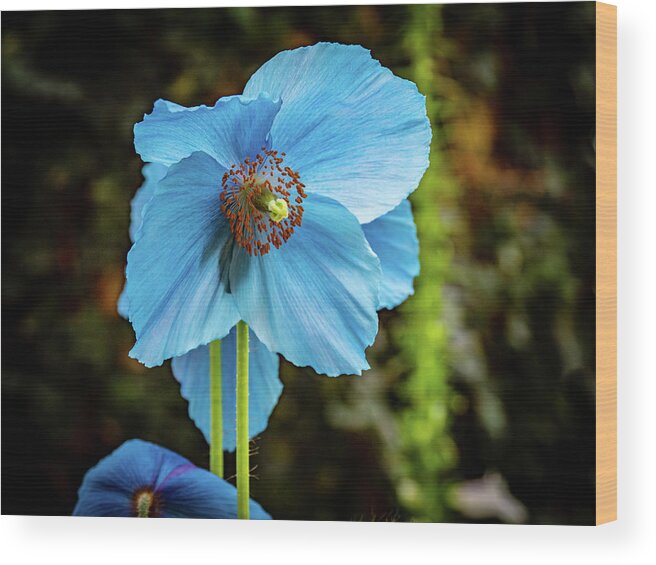 Blue Wood Print featuring the photograph Himalayan Blue Poppy by Louis Dallara